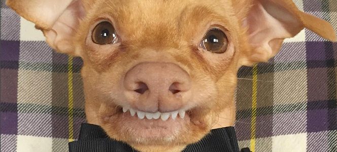 Tunameltsmyheart-perrete-dentudo-664x300