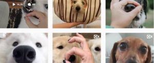 SnootChallenge-mascotas-perros-famosos-instagram