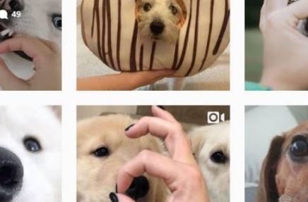 SnootChallenge-mascotas-perros-famosos-instagram
