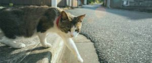 Gatos-animales-ambiente-respeto-transito-este-oficial-de-transito-ayuda-gato-cruzar-la-calle