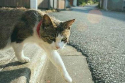Gatos-animales-ambiente-respeto-transito-este-oficial-de-transito-ayuda-gato-cruzar-la-calle