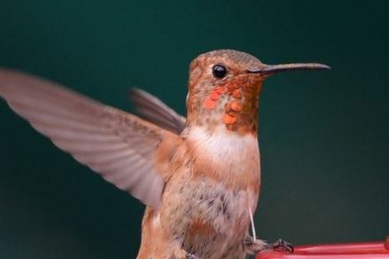 el-colibri-una-ave-amenazada-y-convertida-en-amuleto