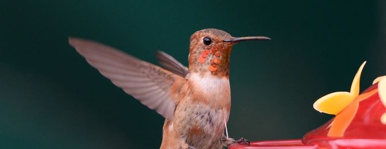 el-colibri-una-ave-amenazada-y-convertida-en-amuleto