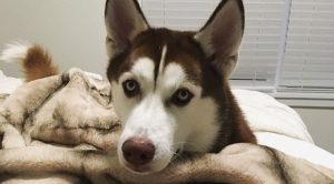 veterinaria-confiesa-que-es-lo-ultimo-que-hacen-los-perritos-antes-de-morir