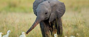 un-pueblo-entero-lleva-elefantito-en-brazos-para-salvarle-la-vida