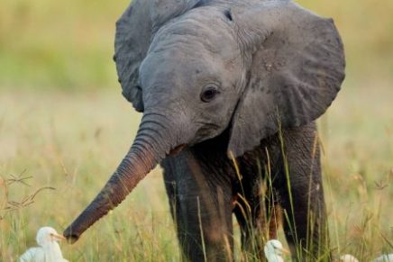 un-pueblo-entero-lleva-elefantito-en-brazos-para-salvarle-la-vida