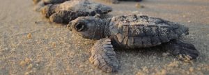 inicio-el-arribo-de-tortugas-playa-ostional