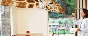 un-hotel-para-compartir-con-jirafas
