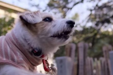 dogs-sera-la-nueva-serie-documental-de-neflix