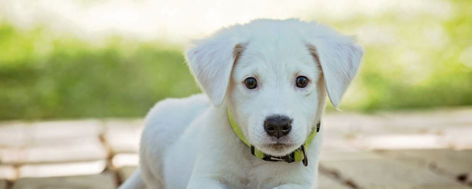 hermosa-perra-ciega-y-sorda-reconoce-su-dueno