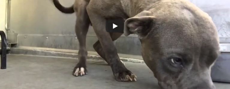 asi-reacciono-un-pitbull-de-pelea-al-ser-acariciado-por-primera-vez