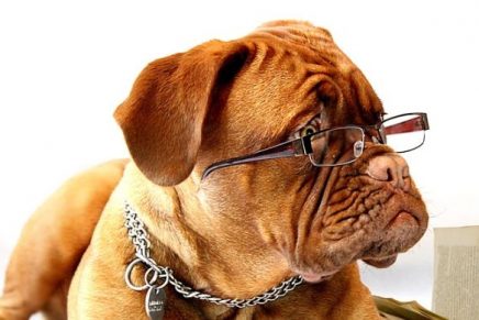 crean-emisora-de-radio-para-los-perros-que-quedan-solos-en-casa