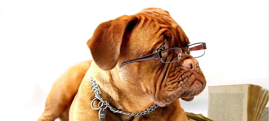 crean-emisora-de-radio-para-los-perros-que-quedan-solos-en-casa