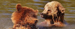 pesar-de-las-adversidades-un-pequeno-oso-logra-reunirse-con-su-madre