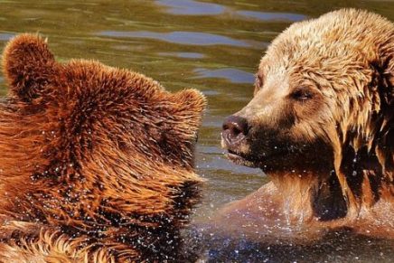 pesar-de-las-adversidades-un-pequeno-oso-logra-reunirse-con-su-madre