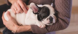 dormir-con-tu-perro-podria-ser-la-solucion-para-el-insomnio