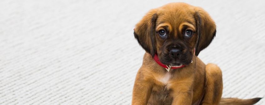 como-buenos-amigos-quedaron-un-perro-y-un-pato-despues-de-un-abrazo