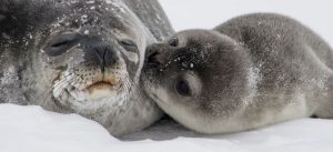 salvo-una-foca-luego-de-retirarle-una-basura-de-su-cuello
