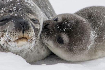 salvo-una-foca-luego-de-retirarle-una-basura-de-su-cuello