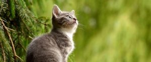 los-gatos-domesticos-son-un-16-mas-grandes-que-hace-1200-anos