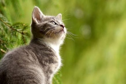 los-gatos-domesticos-son-un-16-mas-grandes-que-hace-1200-anos