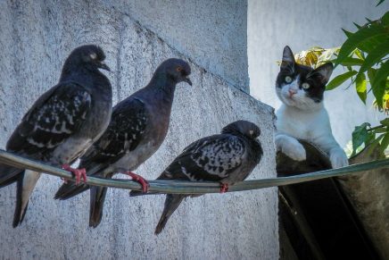 inofensiva-pelea-paloma-vs-gato