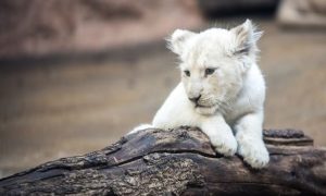 leon-blanco-y-tigresa-tuvieron-a-los-cachorros-mas-particulares-del-mundo