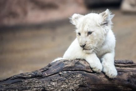 leon-blanco-y-tigresa-tuvieron-a-los-cachorros-mas-particulares-del-mundo