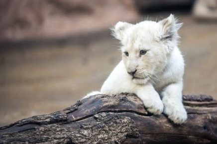 leon-blanco-y-tigresa-tuvieron-a-los-cachorros-mas-particulares-del-mundo