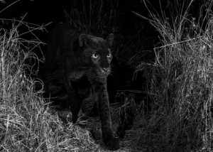 despues-de-100-anos-logran-fotografiar-leopardo-negro
