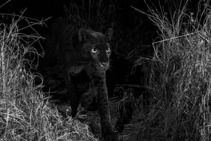 despues-de-100-anos-logran-fotografiar-leopardo-negro
