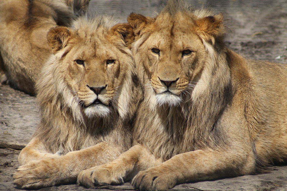 mira-aqui-las-imagenes-de-un-sujeto-retando-una-pareja-de-leones