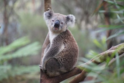 la-foto-de-un-koala-que-cautiva-redes-por-su-sensual-pose