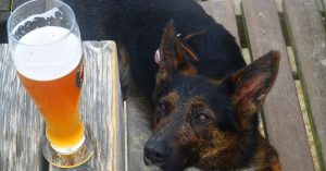 empezo-la-fiesta-crearon-cerveza-para-perros