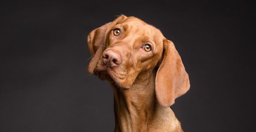 crean-emisora-especialmente-para-los-perros