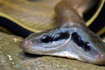 contaminacion-esta-provocando-malformacion-en-animales