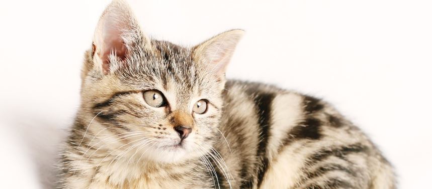 hermoso-una-mujer-con-parkinson-y-su-gato-conmueven-las-redes