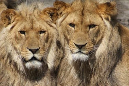 salio-devorado-por-leones-al-tratar-de-hacer-caza-ilegal