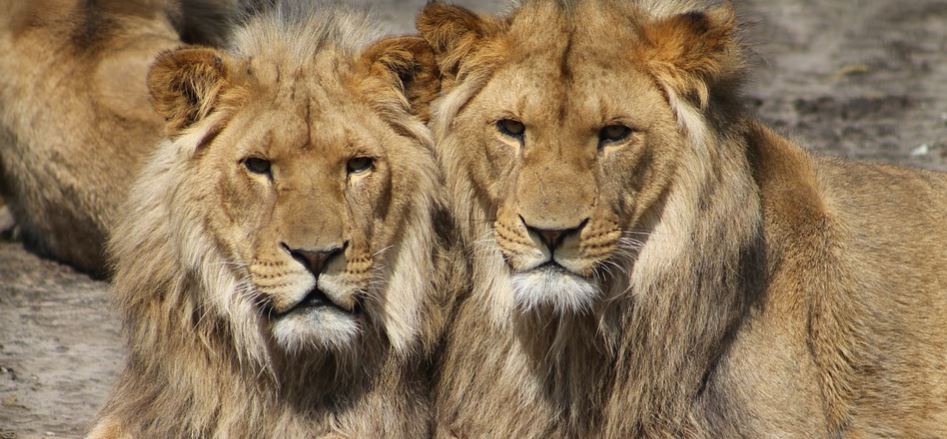 salio-devorado-por-leones-al-tratar-de-hacer-caza-ilegal