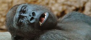 muy-chistosas-asi-posaron-dos-gorillas-para-una-selfie