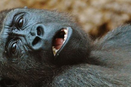 muy-chistosas-asi-posaron-dos-gorillas-para-una-selfie