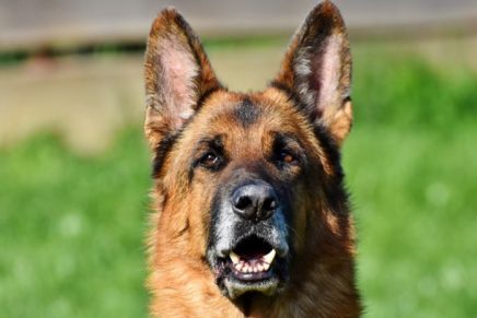 perro-policia-es-atrapado-por-200-puas-de-puercoespin