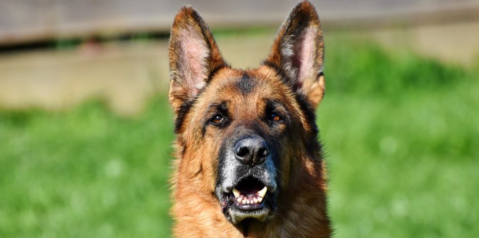 perro-policia-es-atrapado-por-200-puas-de-puercoespin