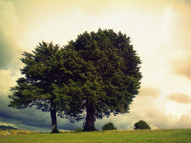 Las mejores publicaciones del Día del Árbol