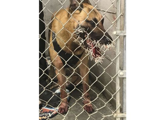 perro-policia-es-atrapado-por-200-puas-de-puercoespin