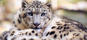 reaparece-el-leopardo-nublado-despues-de-30-anos