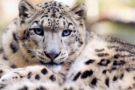 reaparece-el-leopardo-nublado-despues-de-30-anos