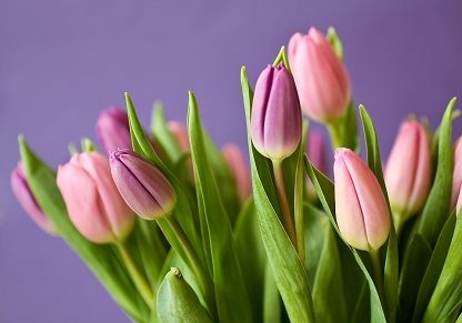 ¡Maravillosos! jardines de tulipanes holandeses