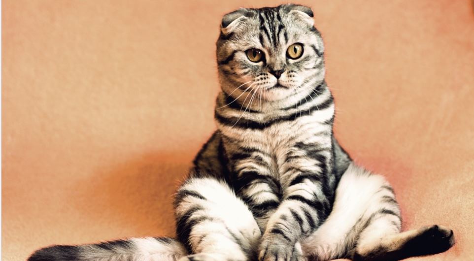 muy-concentrado-asi-ve-television-este-gato