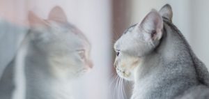 mirada-de-gato-reflejada-en-dos-espejos-diferentes-impresiona-en-redes
